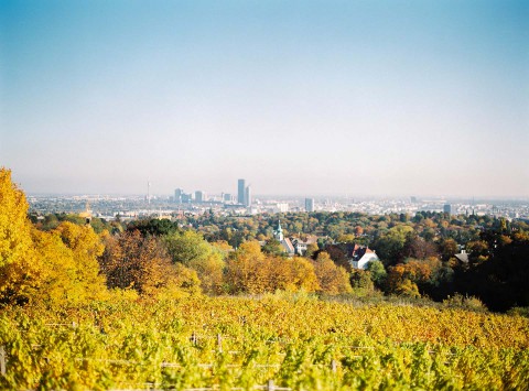 Weingut am Reisenberg: Hochzeit im goldenen Herbst