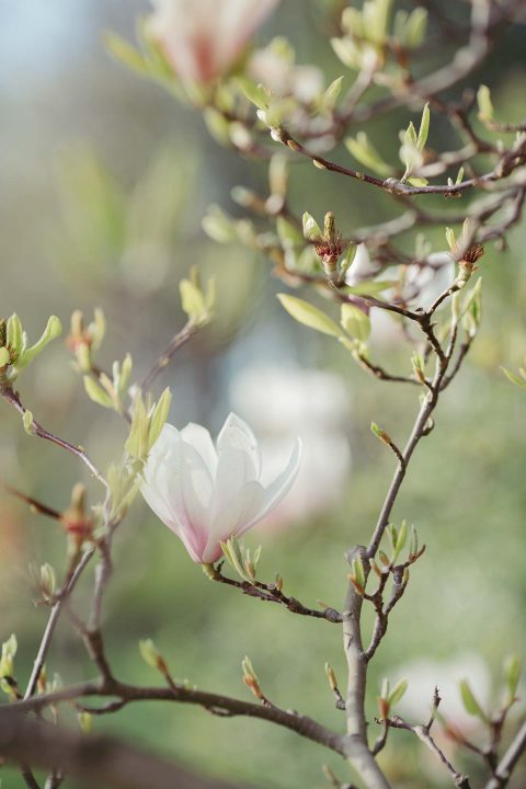 Rosenquarz und blühende Magnolienbäume