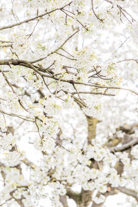 Hochzeitsinspiration im blühenden Frühling