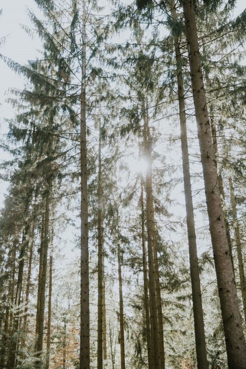 Mystische Elopement-Inspiration in der Natur