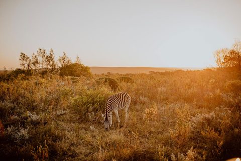Safari Wedding - Traumhochzeit in Südafrika